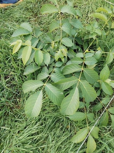 Persian walnut