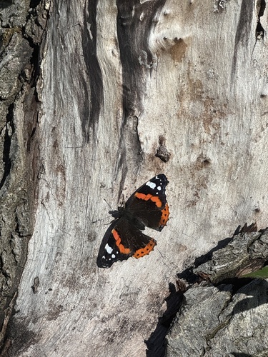 Red Admiral