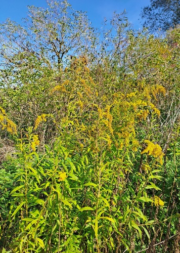 Canada goldenrod