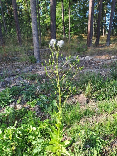 American burnweed