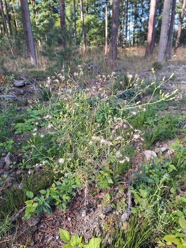 Heath Groundsel