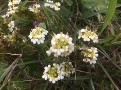 Triphysaria floribunda