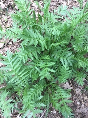 Tanacetum corymbosum