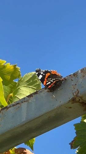 Red Admiral
