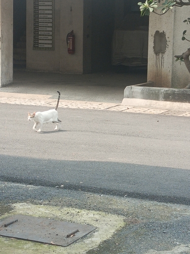 Domestic Cat