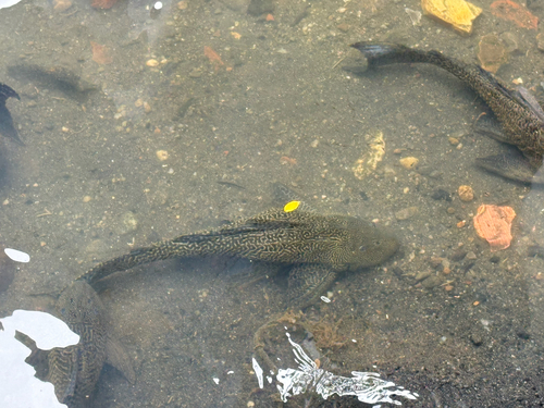 Sailfin Catfishes