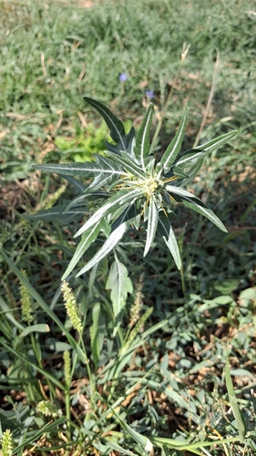 spiny cocklebur