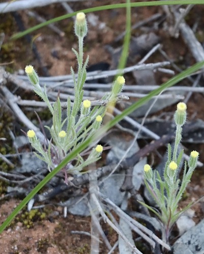 Soft Millotia