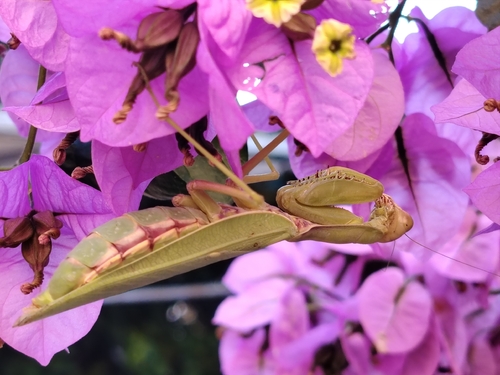 Transcaucasian Giant Mantis