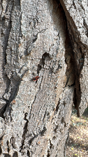 European Firebug