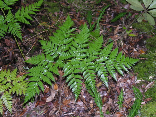 Culcita macrocarpa image