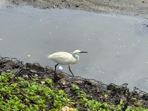 Little Egret