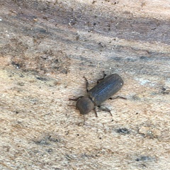 Lichenophanes californicus