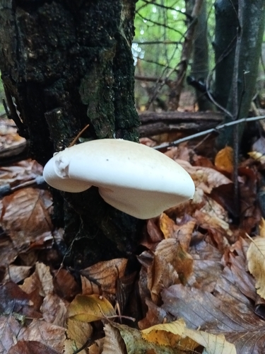 birch polypore