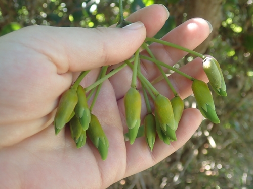 Mucuna gigantea observed 2026-09-21