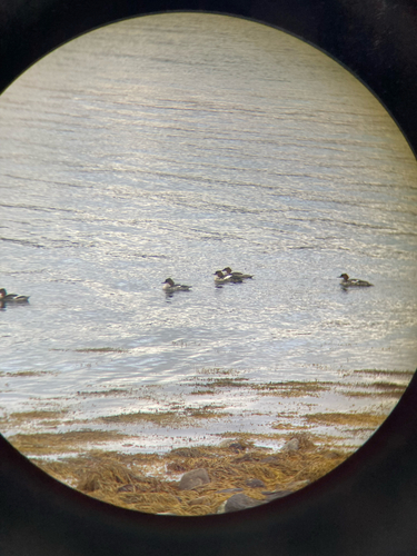 Common Merganser