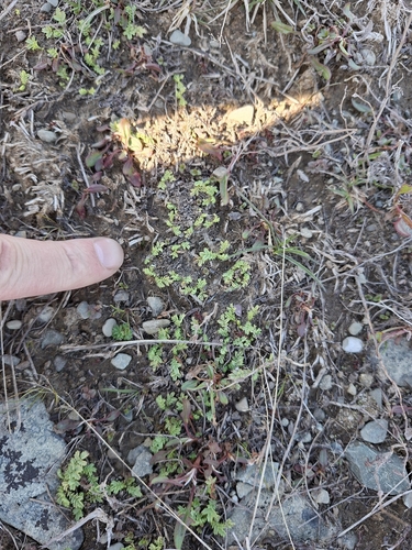 Acaena inermis observed 2026-09-21