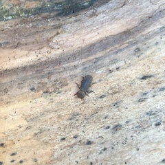 Lichenophanes californicus