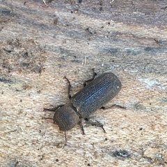 Lichenophanes californicus