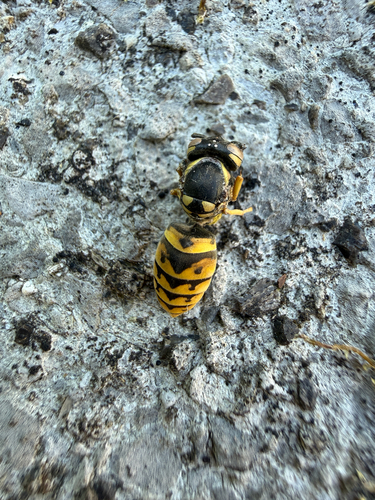 German Yellowjacket