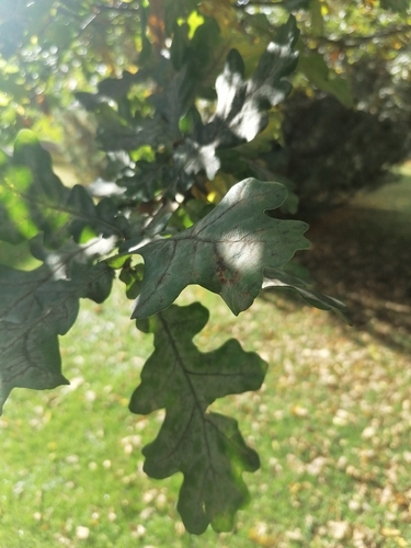 English oak