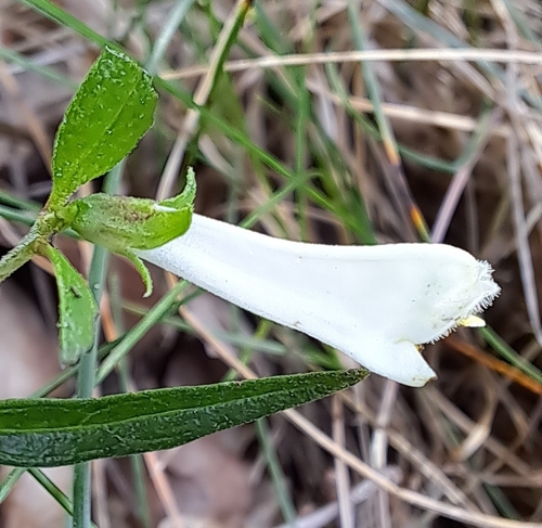 Melampyrum pratense, photograph 3