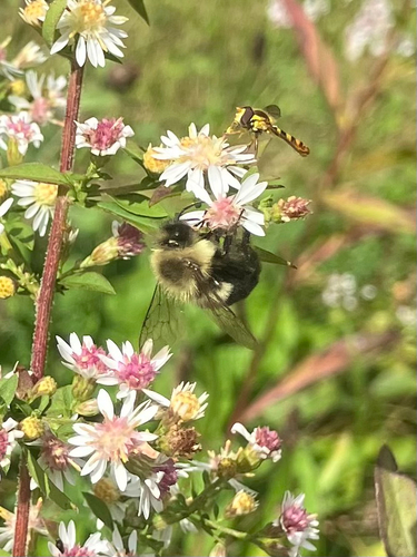 Common Eastern Bumble Bee