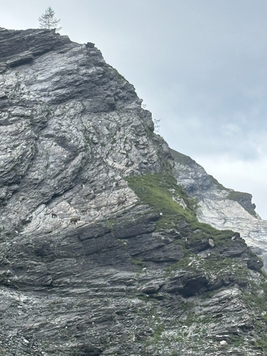 Alpine Ibex