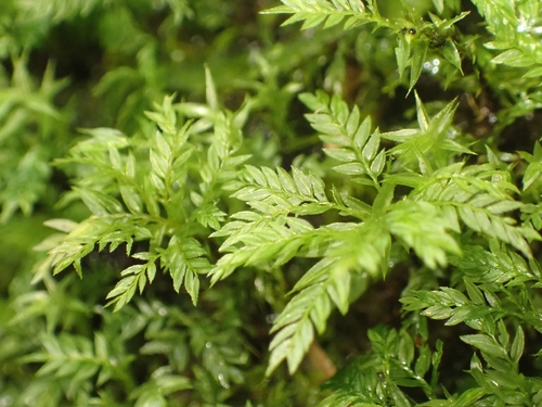 Hymenodontopsis bifaria observed 2026-09-20