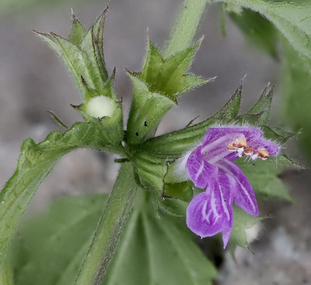 Ballota grisea