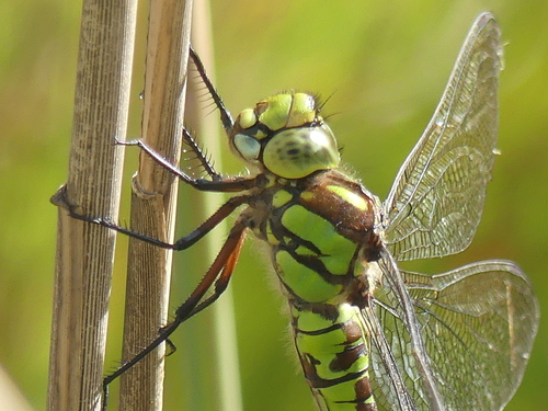 Southern Hawker