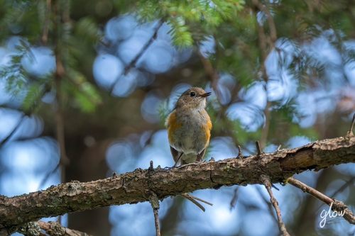 Red-flanked Bluetail