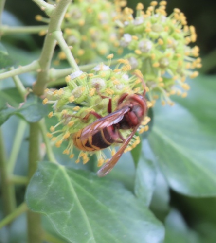 European Hornet
