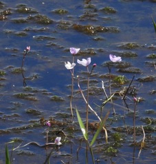 Utricularia purpurea image