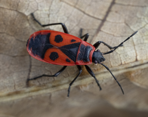 European Firebug