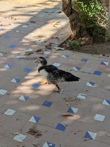 Domestic Muscovy Duck
