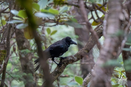 Large-billed Crow