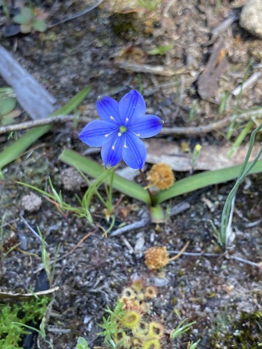 Blue Stars
