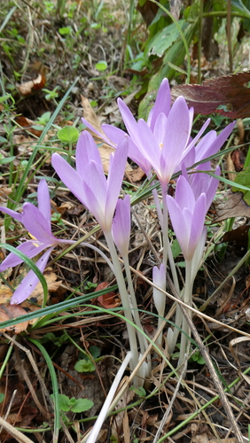 Autumn Crocus