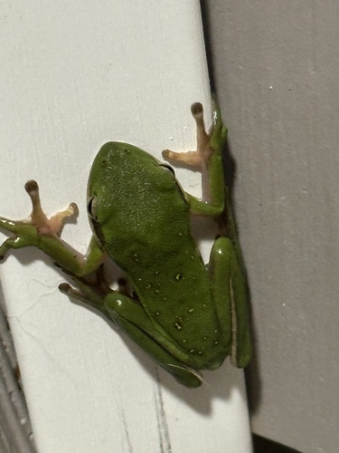 Green Treefrog