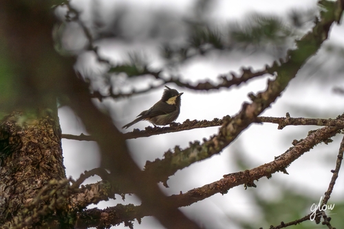 Rufous-vented Tit