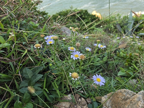 Heteropappus ciliosus observed 2026-09-21