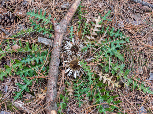 Carlina acaulis acaulis