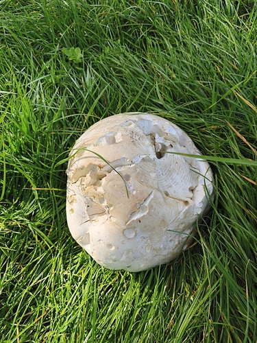 giant puffball