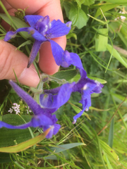 Delphinium decorum