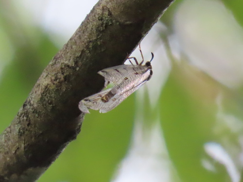 Spotted-wing antlion