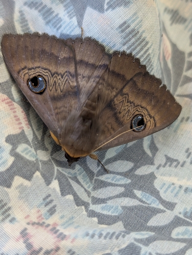 Southern Moon Moth