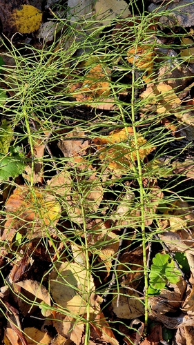 Equisetum pratense, photograph 5