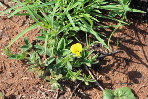 Argyrolobium tuberosum observed 2026-09-21