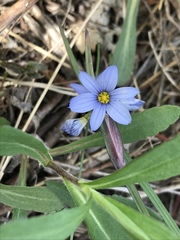 Sisyrinchium campestre